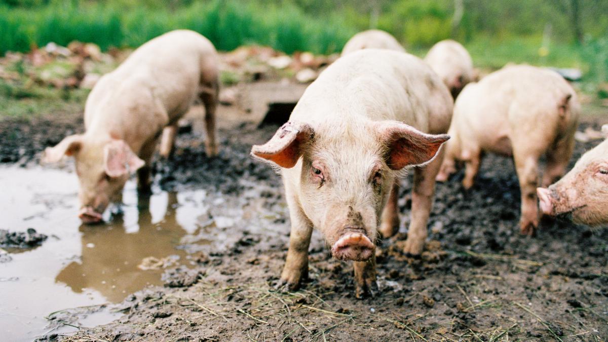 Camera Deputailor a aprobat noi masuri pentru combaterea pestei porcine africane Sprijin pentru