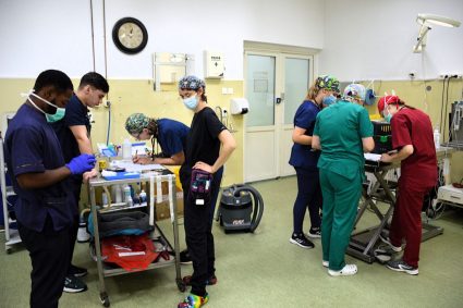 Clujenii pot aduce câinii și pisicile pentru sterilizare gratuită la USAMV Cluj-Napoca. Campania-maraton va avea loc la sfârșitul acestei săptămâni.