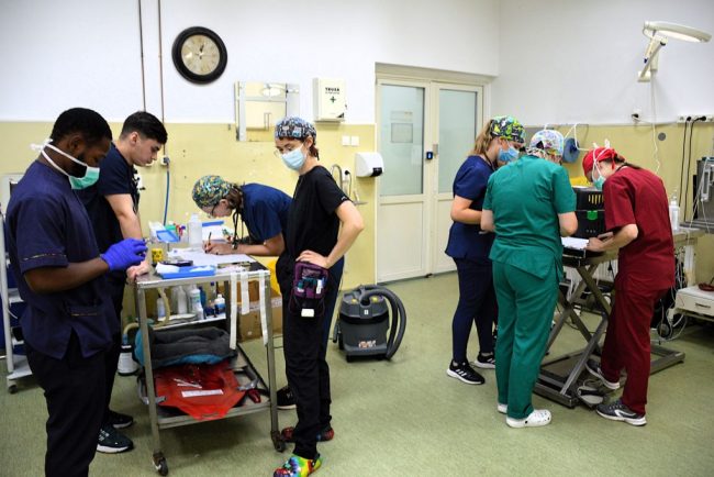 Clujenii pot aduce cainii si pisicile pentru sterilizare gratuita la USAMV Cluj Napoca Campania maraton va avea loc la sfarsitul acestei saptamani