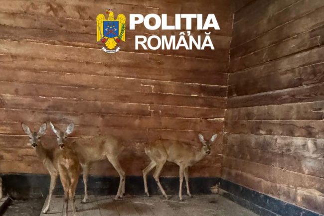 Doua caprioare capturate ilegal au fost salvate in Sibiu si duse la Grdina Zoologica