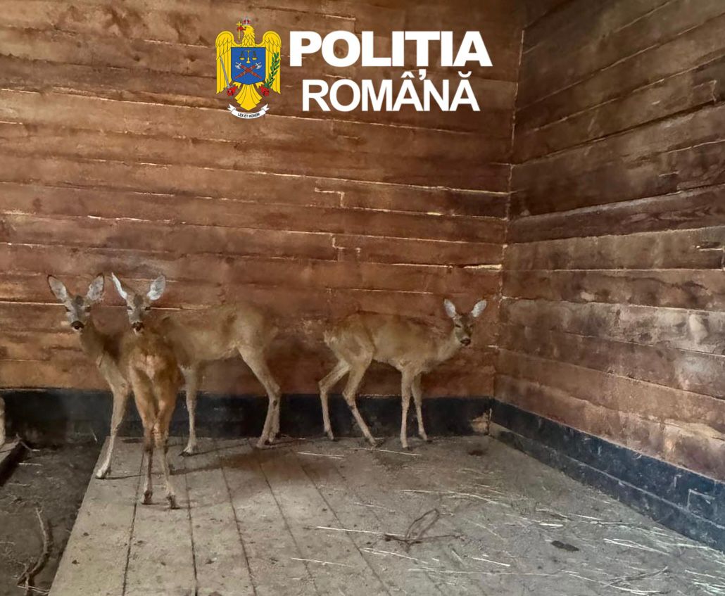 Doua caprioare capturate ilegal au fost salvate in Sibiu si duse la Grdina Zoologica