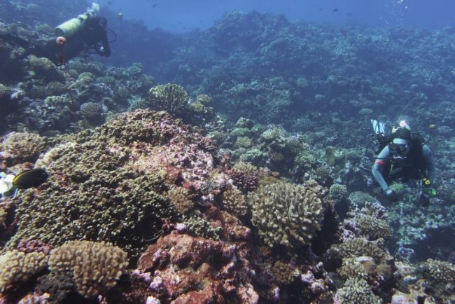 Marea Bariera de Corali este in pericol de colaps al ecosistemului din cauza fenomenului El Nino