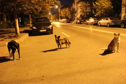 Teama părinților de pe o stradă din Cluj! Trei câini vagabonzi atacă trecătorii: „Copilul plânge de fiecare dată de frică”