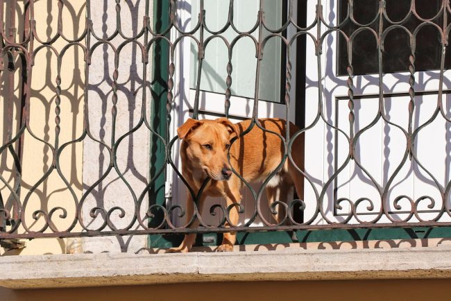 Un caine latrand neincetat intr un bloc din Cluj Napoca iar proprietara a promis o solutie Doua luni mai tarziu situatia ramane neschimbata