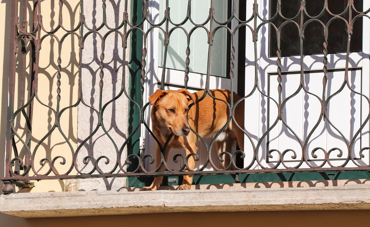 Un caine latrand neincetat intr un bloc din Cluj Napoca iar proprietara a promis o solutie Doua luni mai tarziu situatia ramane neschimbata