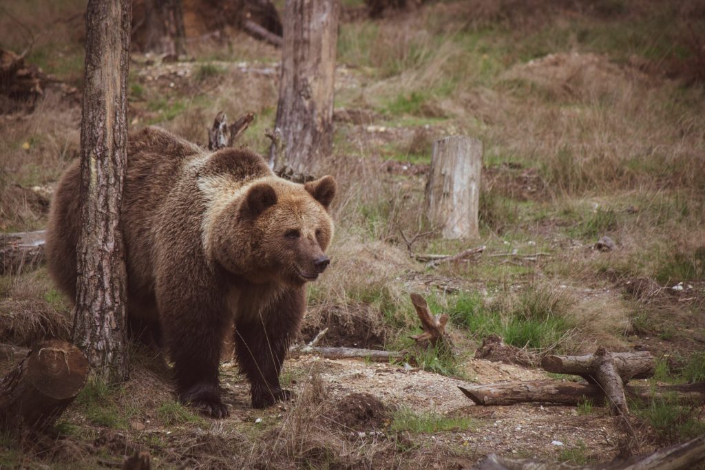Urs surprins intr o comuna din Alba Jandarmii intervin pentru a evacua animalul