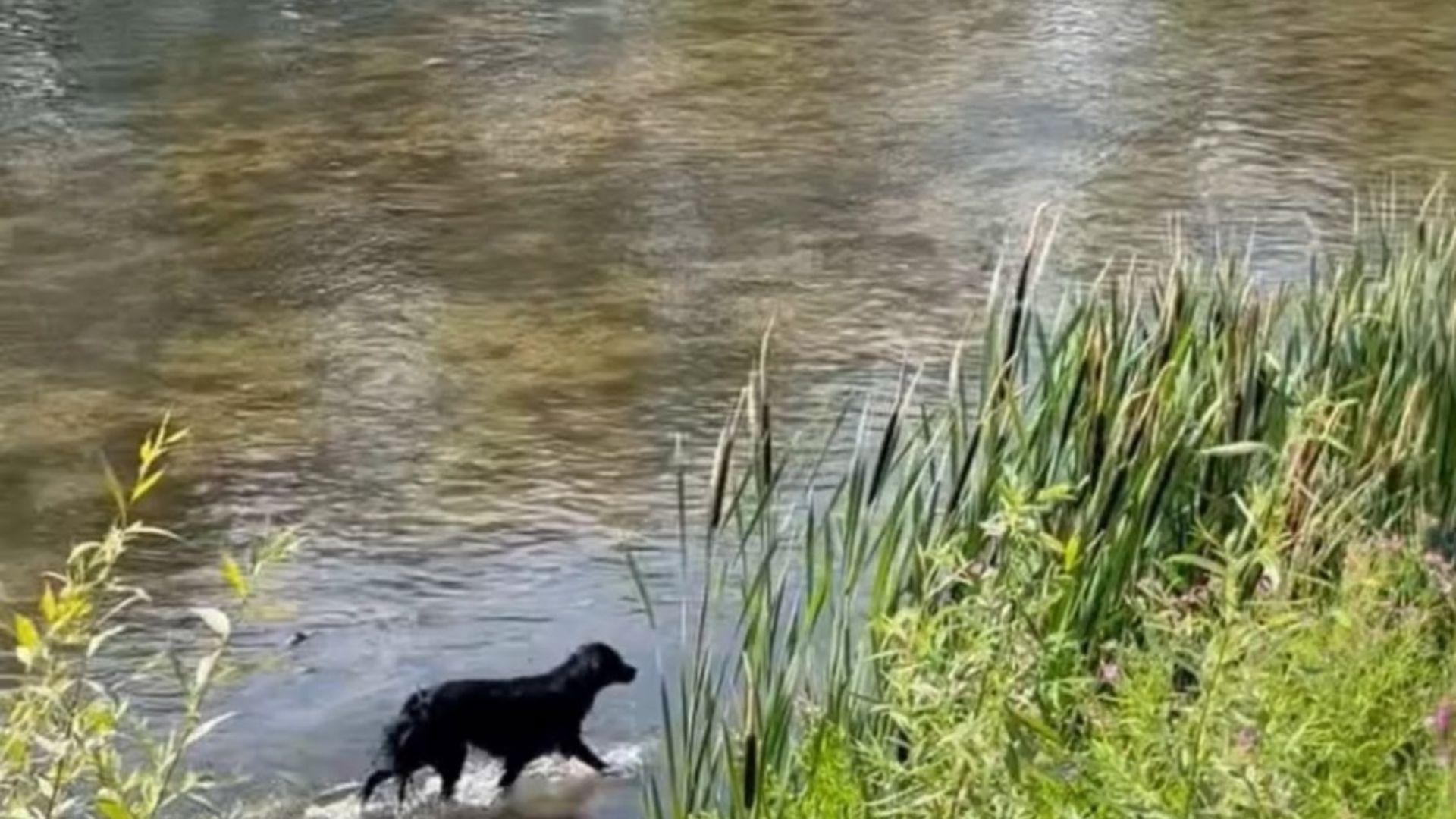 VIDEO Drama unui caine prins in apele Somesului Oamenii incearca de ore intregi sa l aduca la tarm iar pompierii nu au reusit sa l salveze