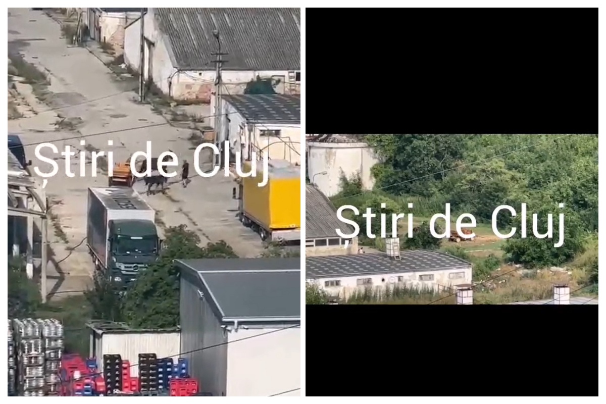 VIDEO Scene socante in Floresti Un barbat surprins biciuind si aruncand cu pietre intr un cal la fermele de pe strada Razoare