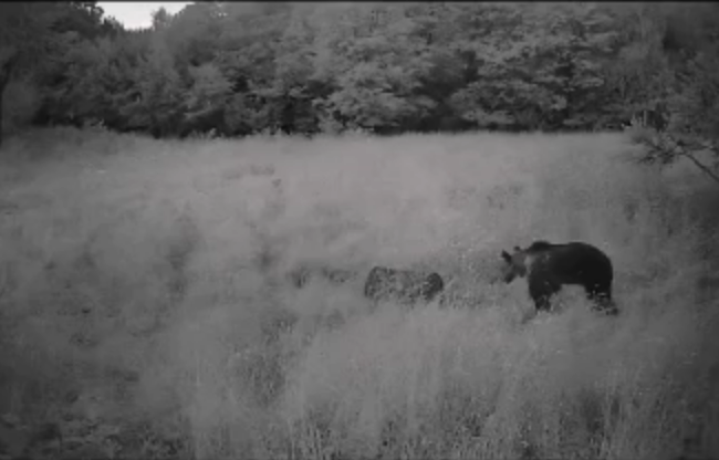 VIDEO Urs surprins de localnici in Feleacu zona Valea Capriorii Prietenul meu a revenit Si nu este deloc mic