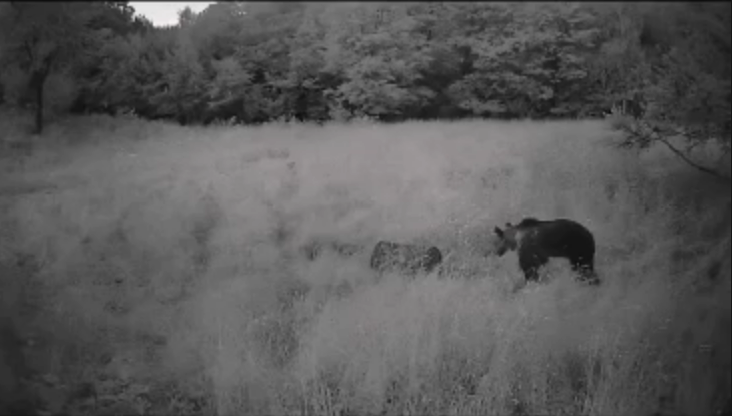 VIDEO Urs surprins de localnici in Feleacu zona Valea Capriorii Prietenul meu a revenit Si nu este deloc mic