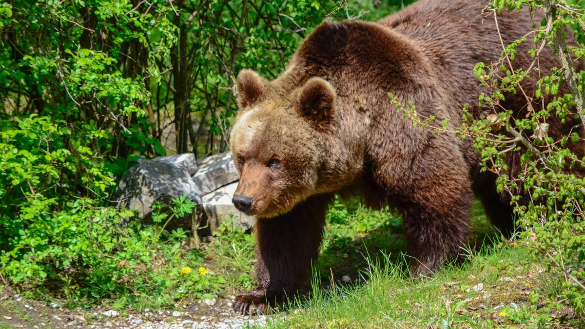 Nicusar Dan contesta din nou legea care dubleaza cota de ursi care pot fi vanati A trimis
