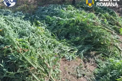 Cultură de canabis în Covasna: 60 de plante confiscate, un bărbat de 62 de ani reținut
