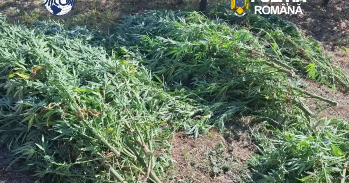 Cultură de canabis în Covasna: 60 de plante confiscate, un bărbat de 62 de ani reținut